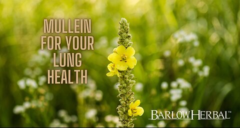 The Health Benefits of Mullein