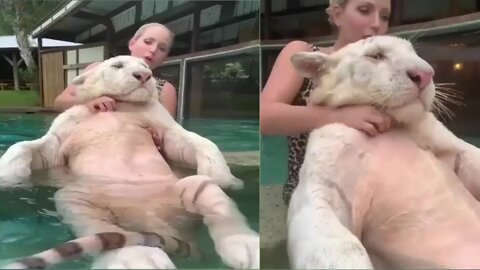 a very big cat😹😹😻😻 if you like this