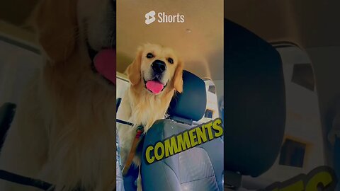 Alright let’s do this. #goldenretriever #doglover #shortscreator