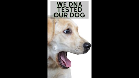 Are you wondering about what breed your dog is?