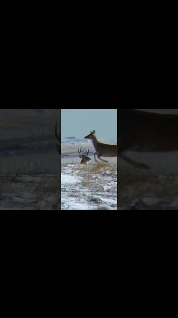 Smokin a whitetail in North Dakota! #shorts