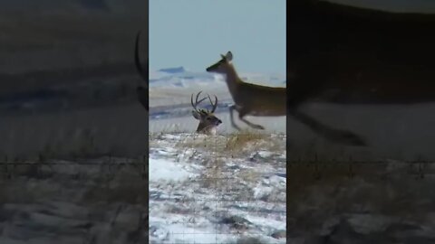 Smokin a whitetail in North Dakota! #shorts