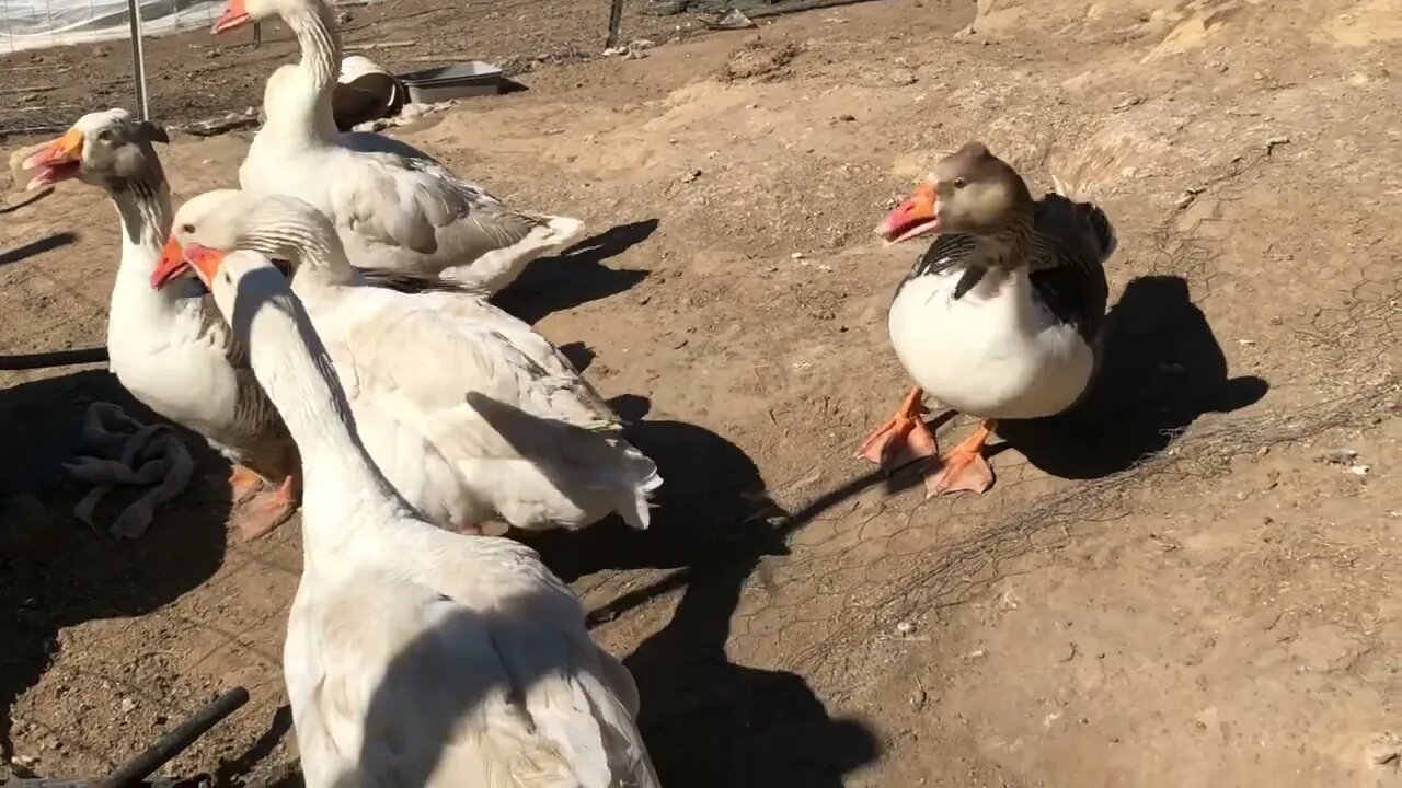 Geese unsettled by fox. Goose left her nest she was so scared 😳