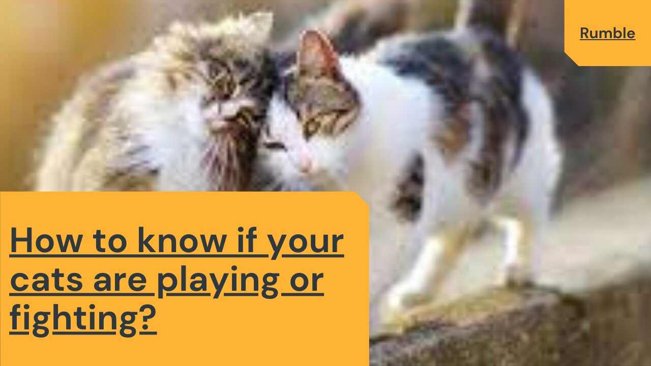 How to know if your cats are really playing or fighting with each other?