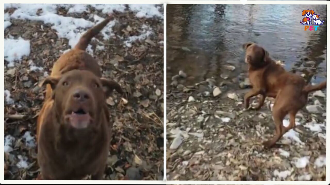 Nugget wants to play when the weather is cold