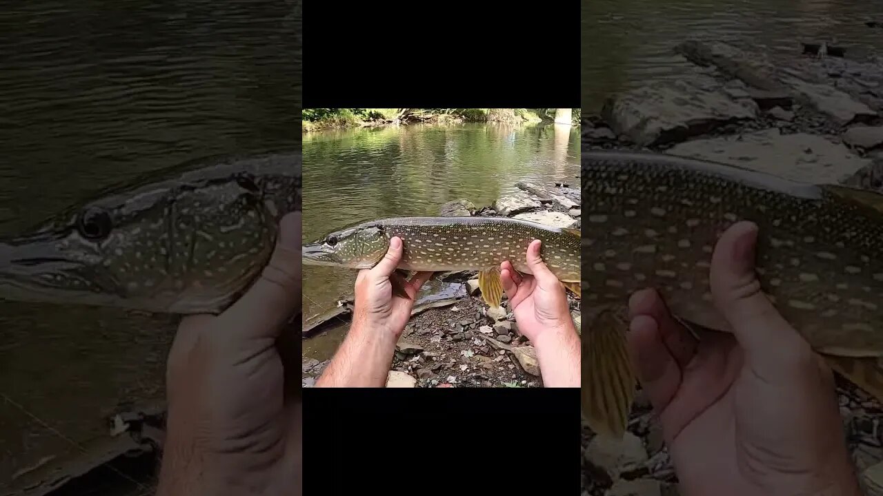 Northern Pike in Ohio Creek! My PB!!