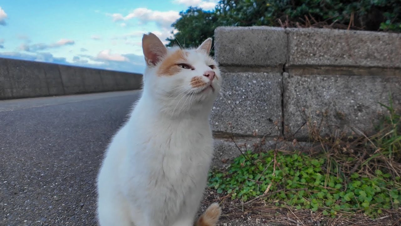 A stray cat that headbutts you when you hold out your hand