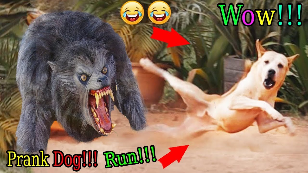 Wow Nice Prank Dog! Fake Tiger Prank Dog - Try To Stop Laugh Challenge