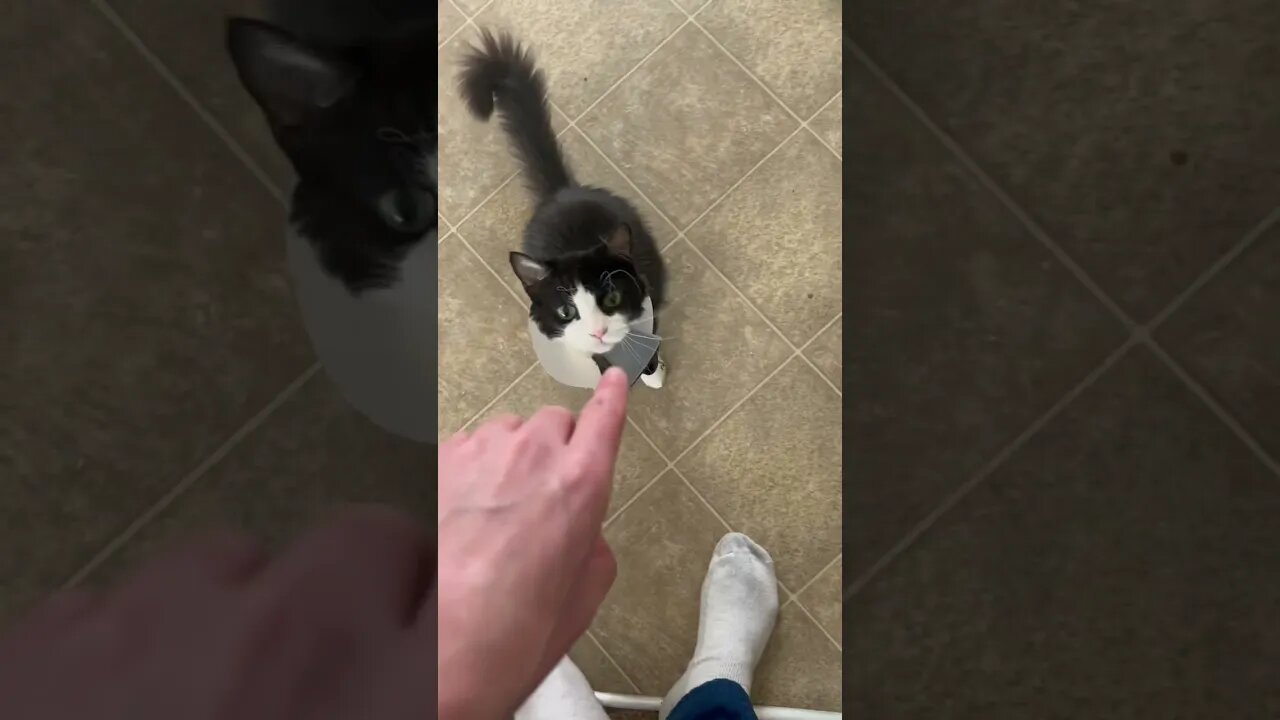 I have a spéciale kitty 🐈‍⬛ named Honk (honkie)