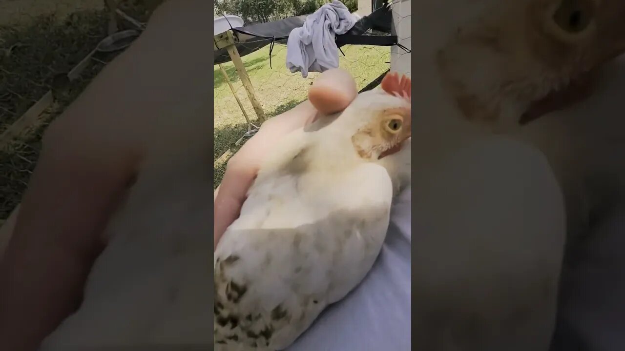 Potato Chicken