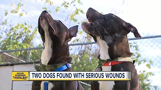 Two dogs found with serious injuries now recovering in shelter