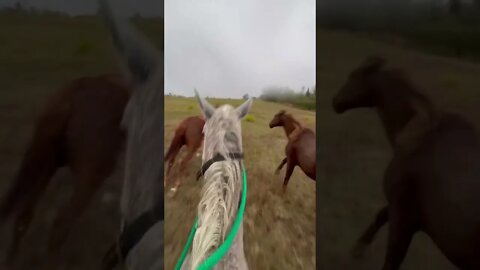 They Thought I was a Horse 🐴😂