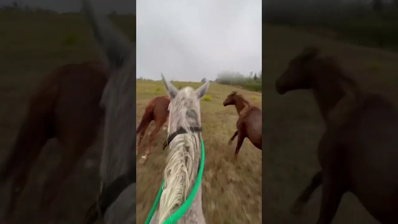 They Thought I was a Horse 🐴😂