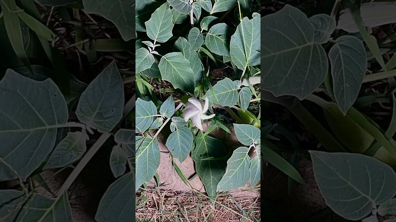 Moon Blossom time lapse