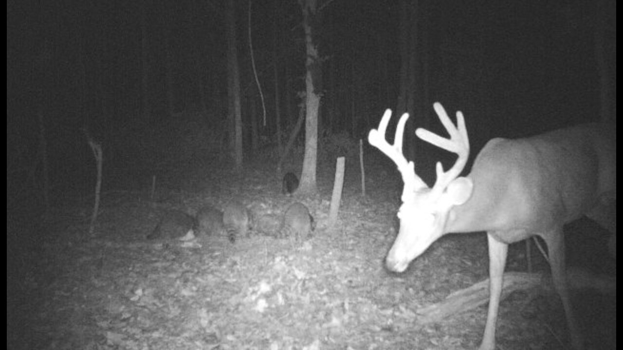 Trail camera foot of a young 8point