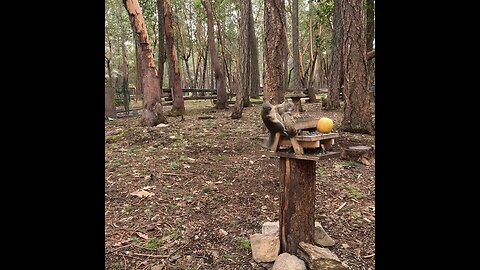 Squirrel Battle SLO-Mo