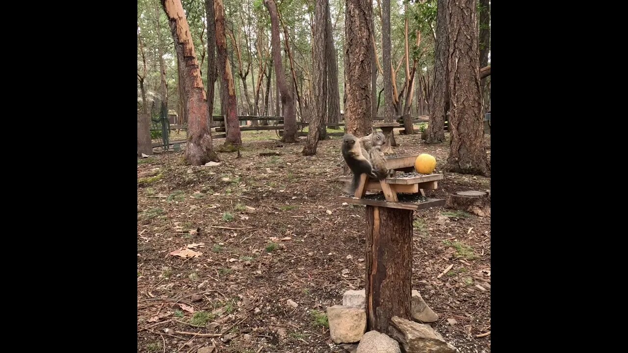 Squirrel Battle SLO-Mo