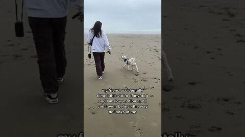 THAT DOG LOVES YOU WITH HIS WHOLE HEART 😭 Video By deenieweeenie #Shorts