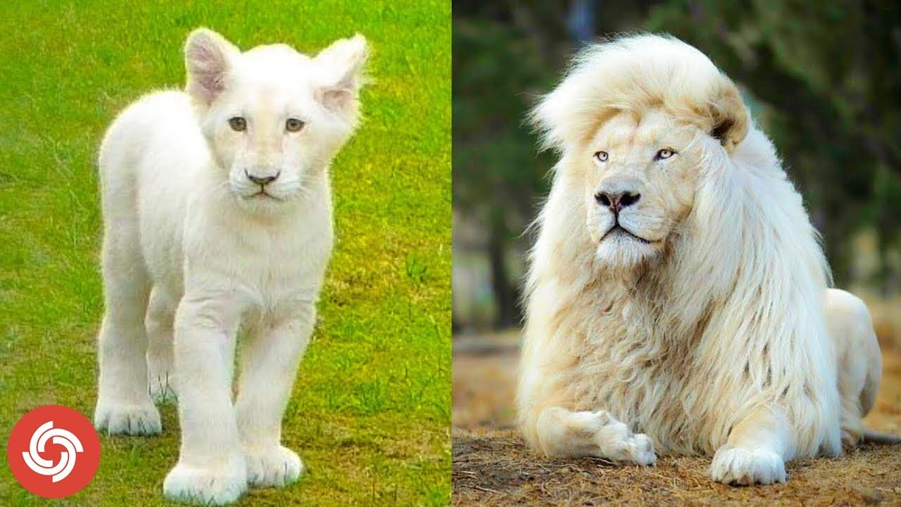 Animals Transformation | I'm a Big Kid Now Cute Baby Animals