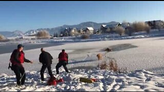 Cane salvo da una laguna gelata
