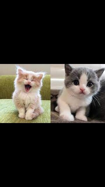 Cute Baby Cats lazy and Funny Cat Videos