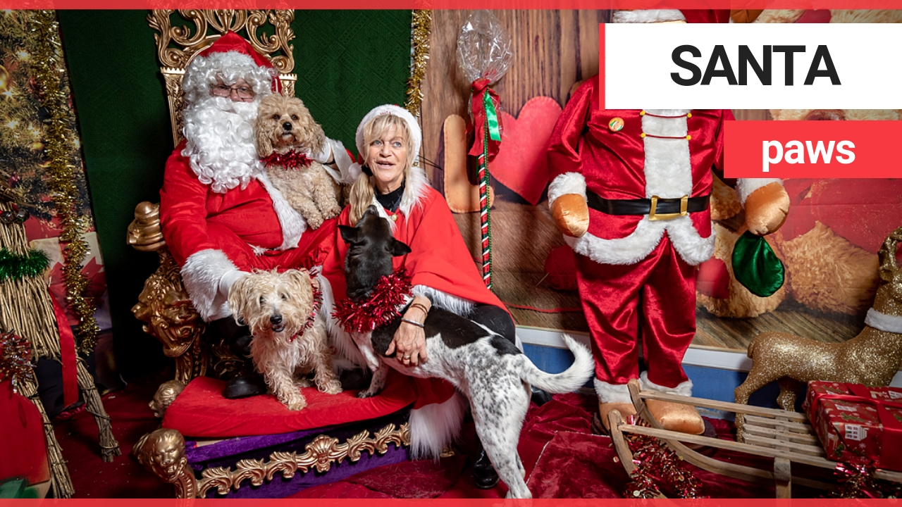 Excited dogs visit Santa Claus at doggy Christmas grotto