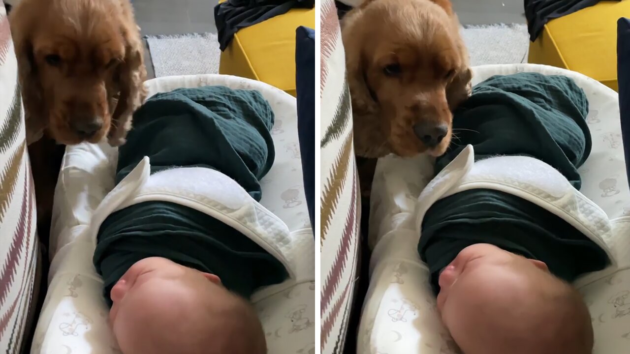 Cocker Spaniel Preciously Meets Newborn Baby Addition