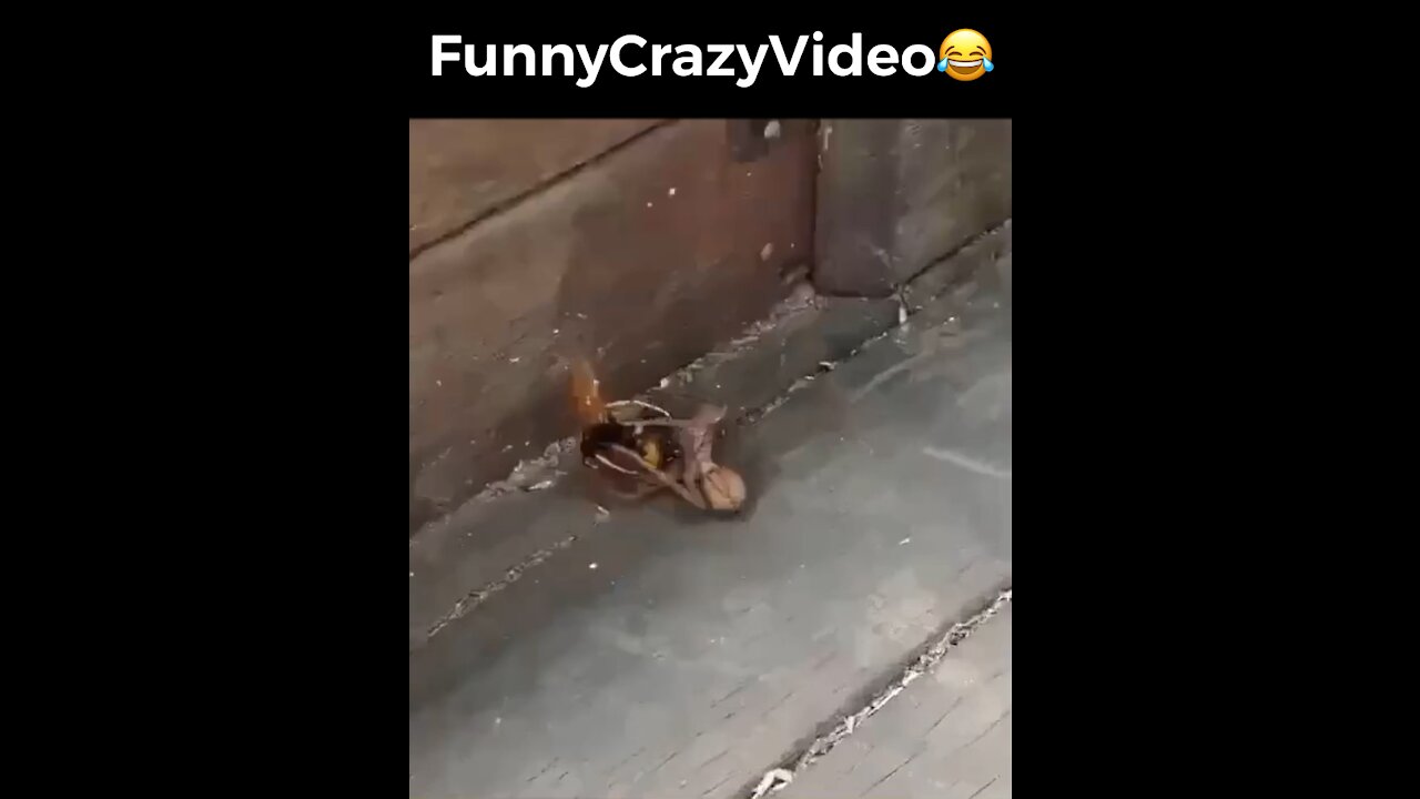 Mr FunnyCrazyVideo😂 Just Incredible Video Funny and Crazy #Like Follow for Follow 🥰