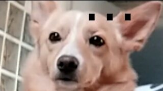 Puppy is not convinced of the owner Save your Tears guitar cover...