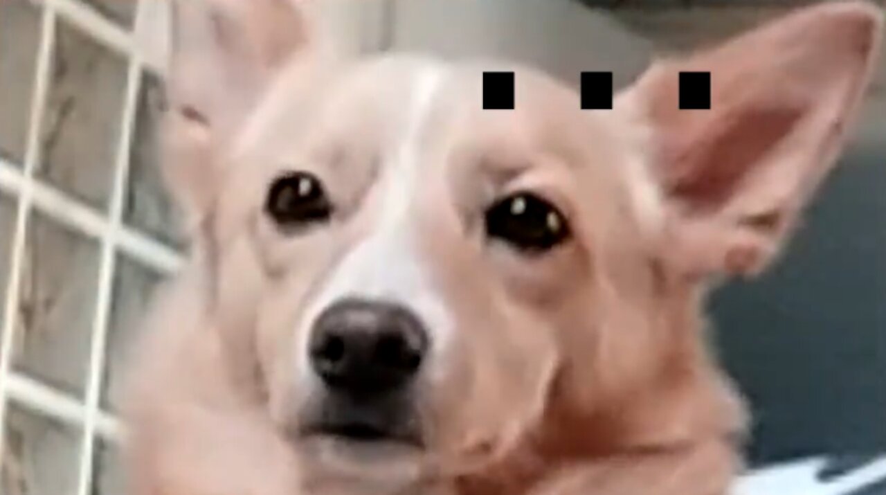 Puppy is not convinced of the owner Save your Tears guitar cover...