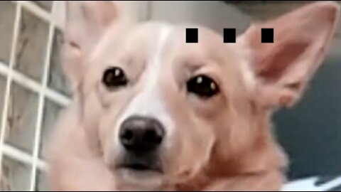 Puppy is not convinced of the owner Save your Tears guitar cover...