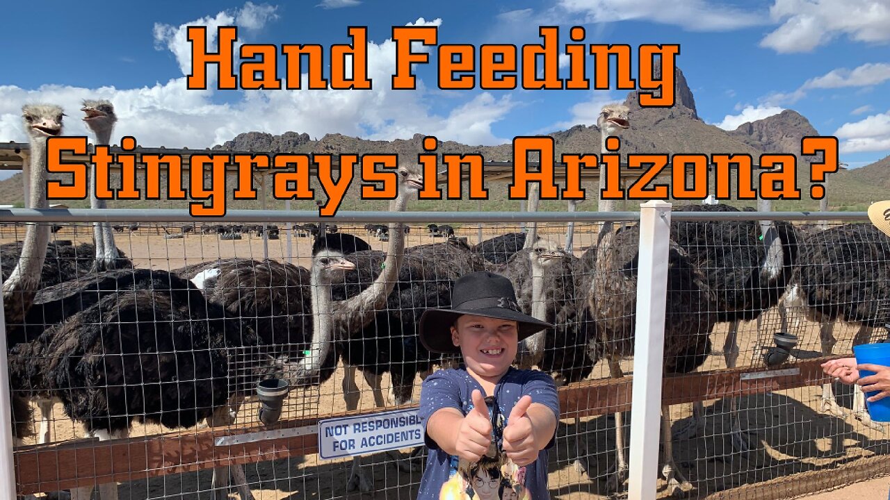 A Stop at Rooster Cogburn Ostrich Ranch to Feed the Stingrays and Mom Kissed a Goat!