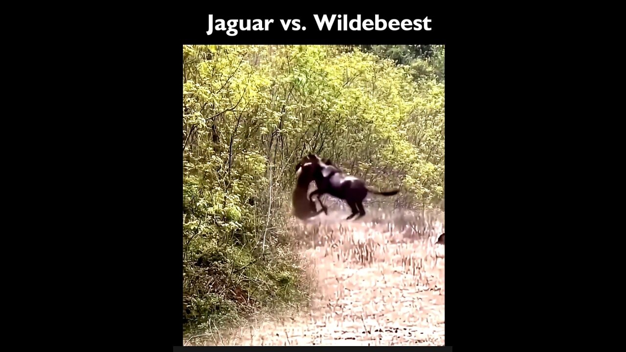 Jaguar vs. Wildebeest fight