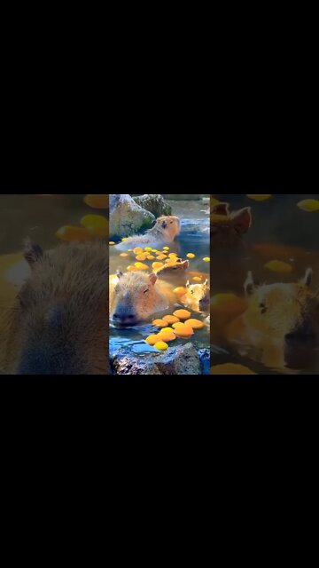 Don't worry, be Cappy. 🧘‍♀️♨️😌 #shorts