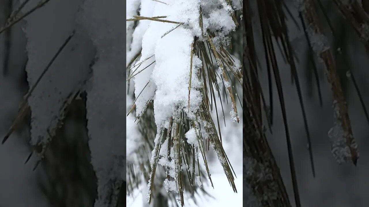 ❄️ Snow Day Wander ❄️