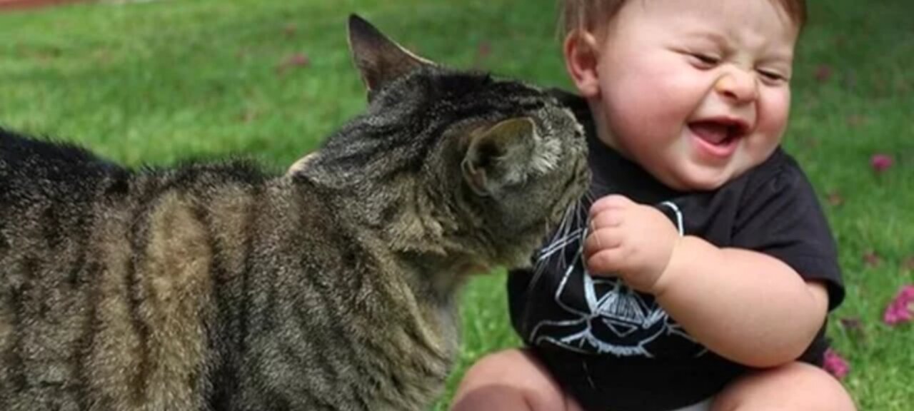 Cats and Babies Most FUNNY Videos