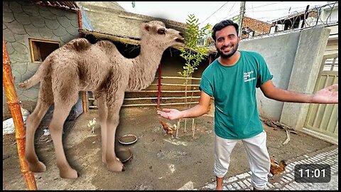 Hum baby camel le rahe hain 😍