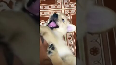 Laughing dog😂🤣🐰 (OMG so funny please get this viral) #shorts #subscribe #viral #laughing #cute