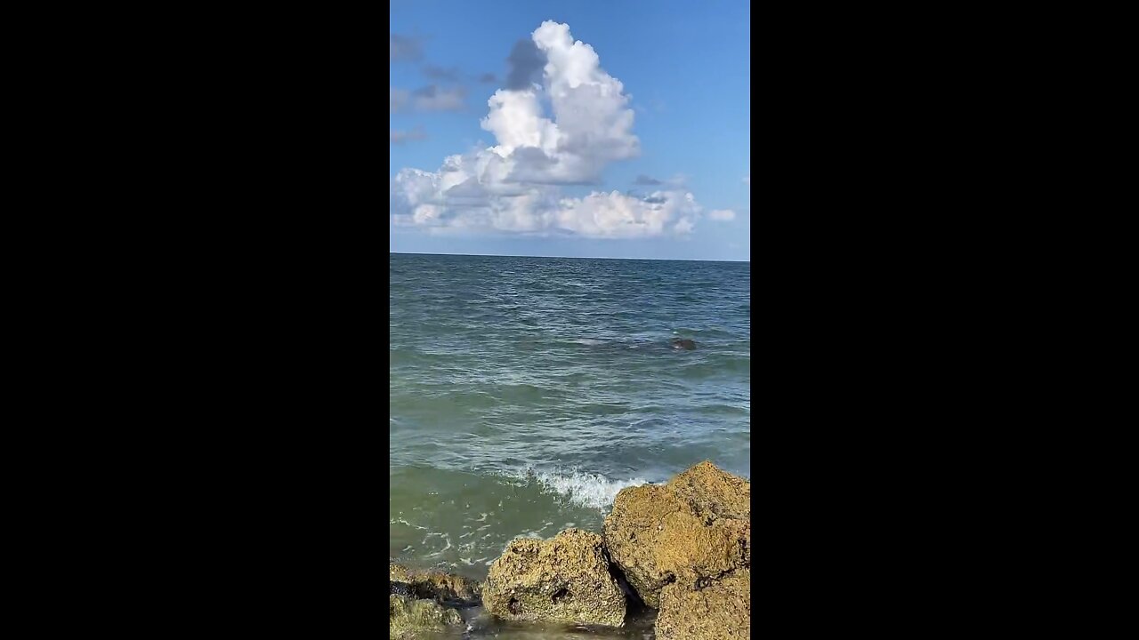 Incredible Livestream Clip - Manatee Mating Season Vol. 1