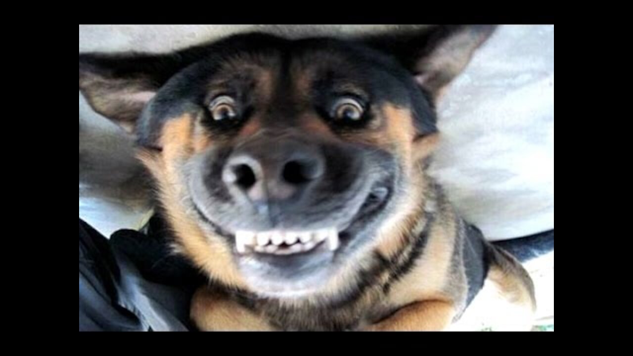 Funny dogs barking - a dog barking funny videos