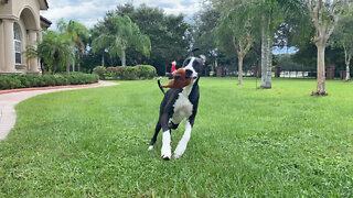 Playful Great Dane Has Fun Run Run Running With Rudolph