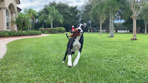 Playful Great Dane Has Fun Run Run Running With Rudolph