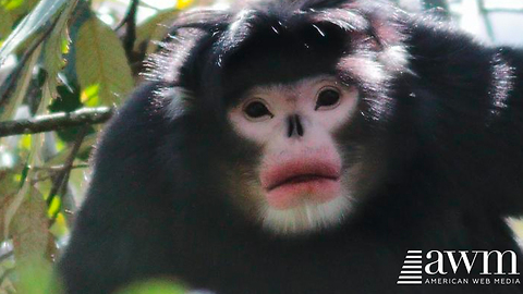 World’s First Footage Of Rare Species Is Taking The Internet By Storm
