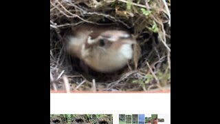 Wren sitting on nest didn’t like being videoed,