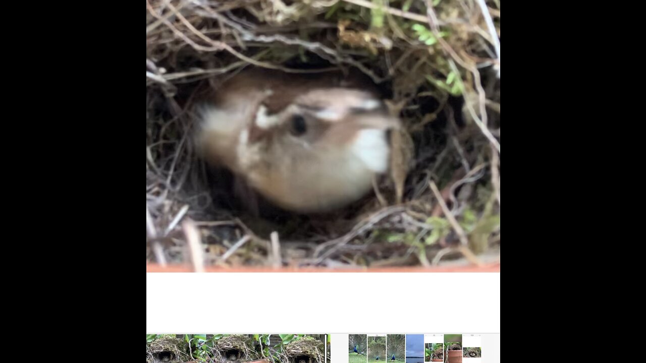 Wren sitting on nest didn’t like being videoed,