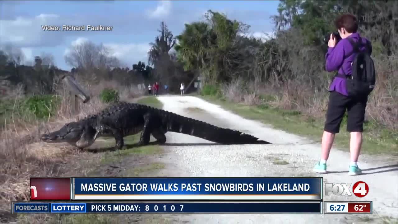 Canadian couple get close-up look at massive gator in Florida