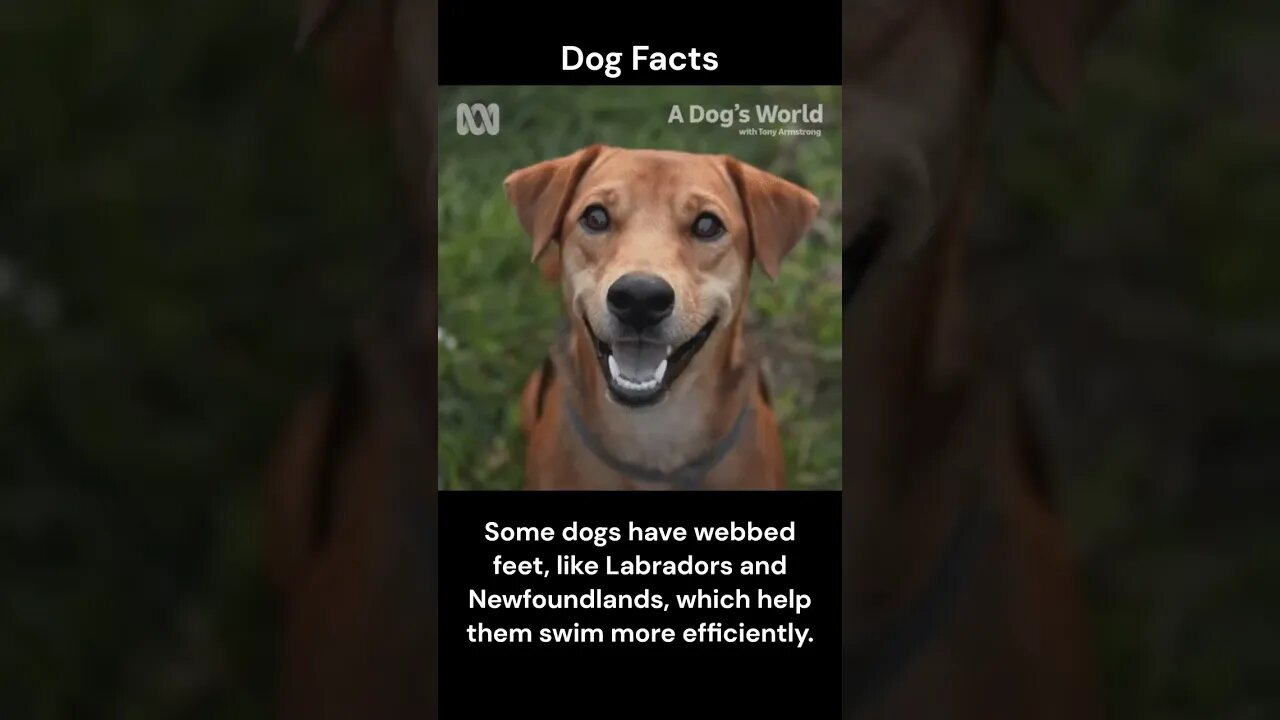 Dog Facts #shorts #youtubeshorts #dog #facts