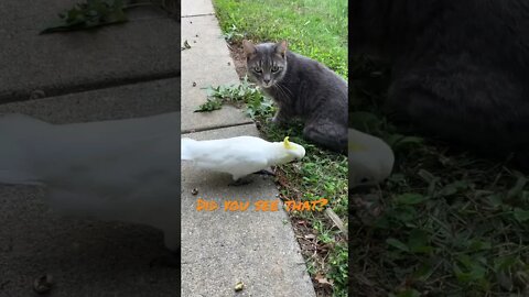 What was that ? #cutepets #parrot #shorts #cockatoo #birdshorts #cat #funnyanimals
