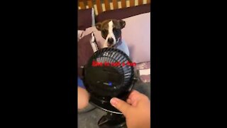 Princess versus the fan