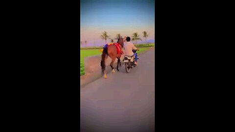 horse lover